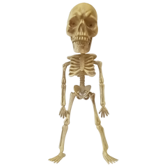 Skeleton head w/light-up eyes